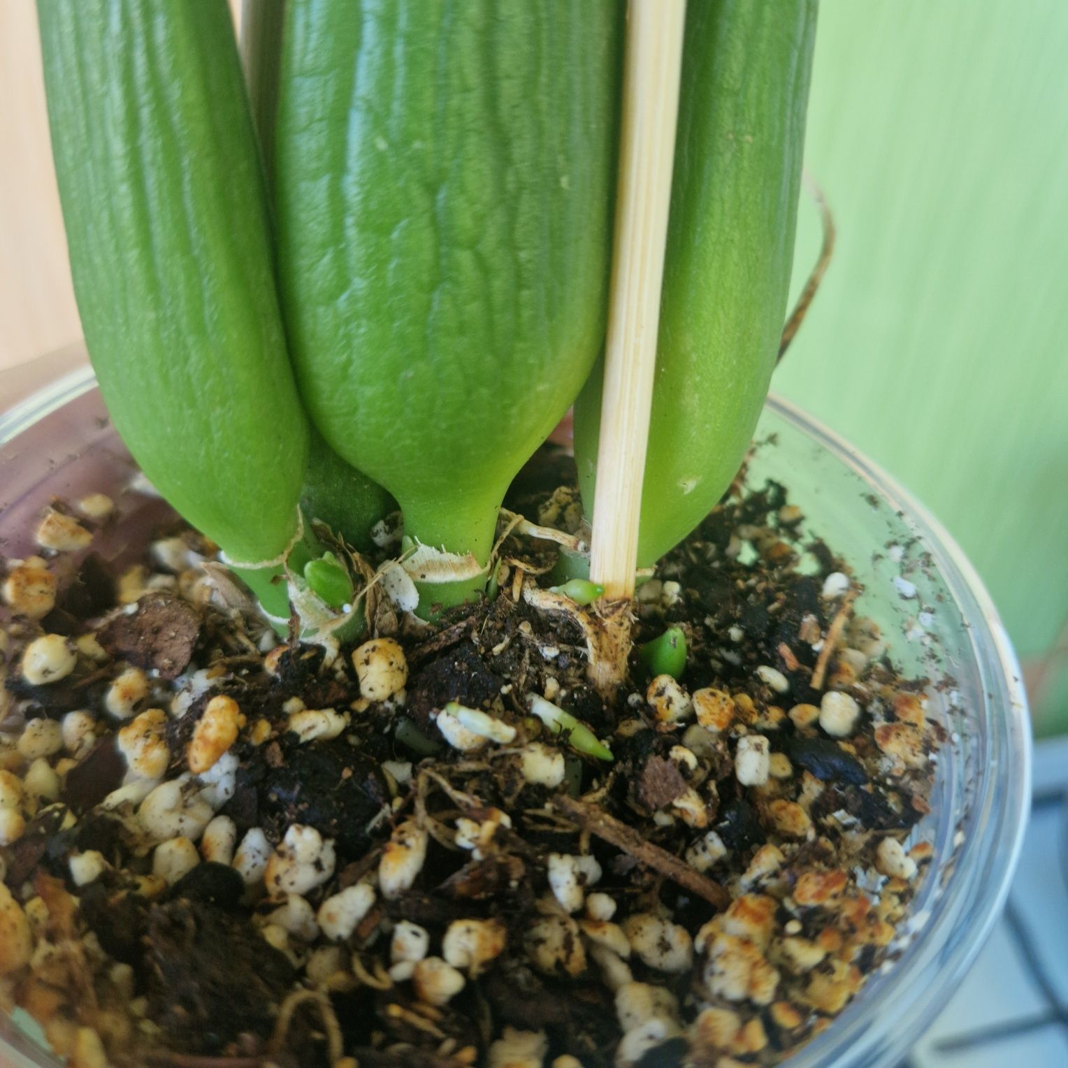 Vânzare Orhidee Encyclia Black Comet