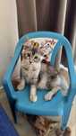 Femela Maine Coon talie gigant
