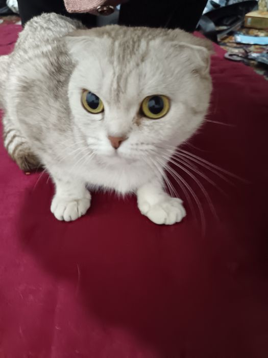 Mushuk sotiladi 1mln bolalari 500 ming