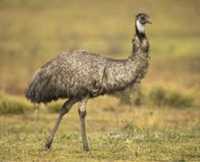 Emu adult - pasare