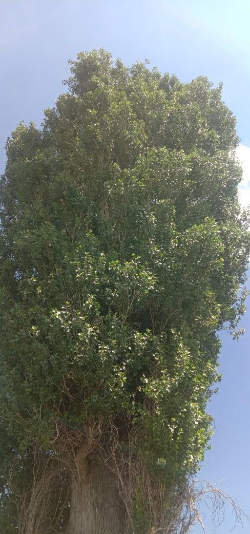 Тополь бесплатно