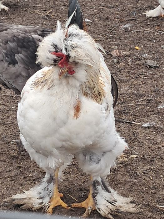 De vanzare gaini si cocosi moțate incălțate bărboase