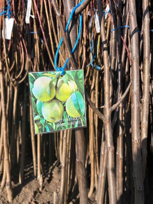 Vând pomi fructiferi