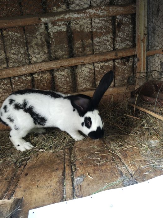 Fluture pestriț german.