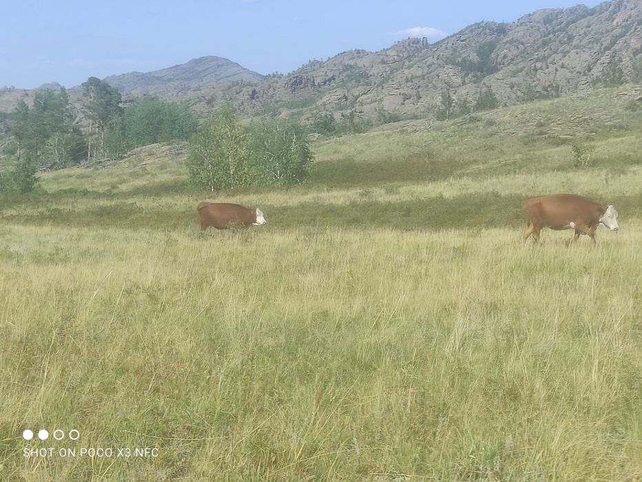 Мясо говядины продам