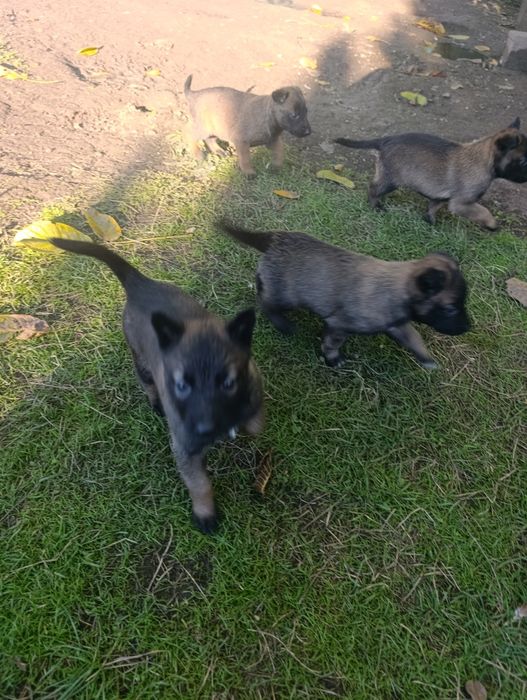 Чистокръвни малки белгийски овчарки Малинуа малионис