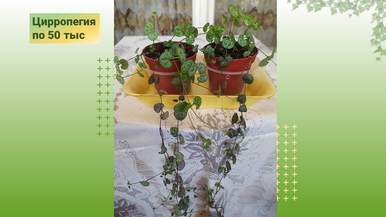 Комнатные цветы по акции. Неделя распродажи. Хойя, сциндапсусы и др.