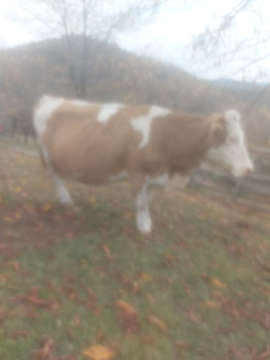 Vând vaca de ținut sau abator