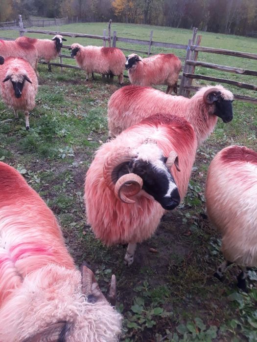 Vînd oi tinere si frumoase