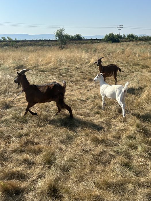Vand capre  alpin fracez si anglonubia cu lapte si un tap