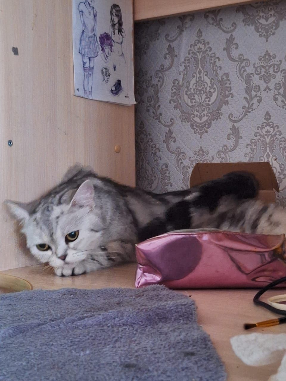В добрые руки! бесплатно