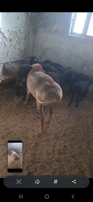 Кочкор ва кози сотилади