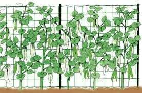 Plasa pentru castraveti si alte plante cataratoare. 1,7m