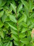 Lemn cainesc , gard viu cu crestere rapida/ verde iarna / ligustrum