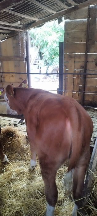 Vând 2 viței bălțate