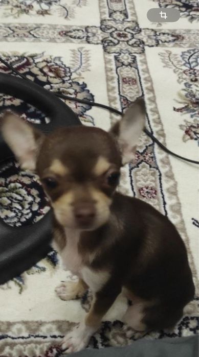 Продаёца мини Чихахуа  девочка