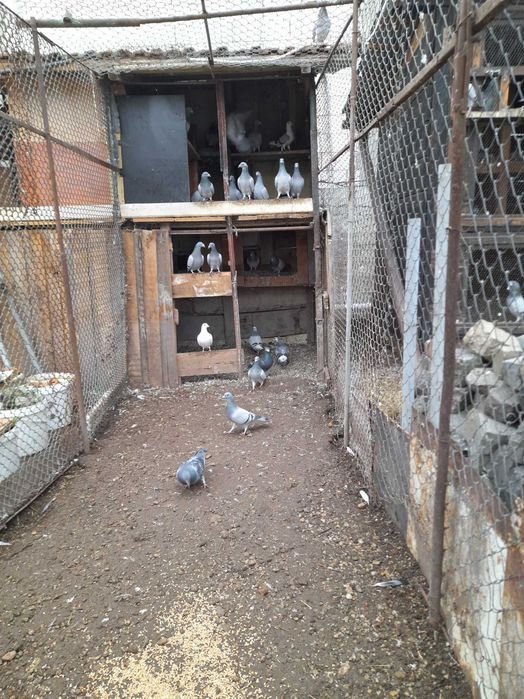 Vând porumbei voiajori