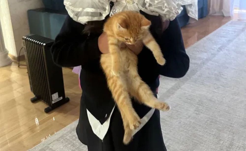 Котенок в добрые руки