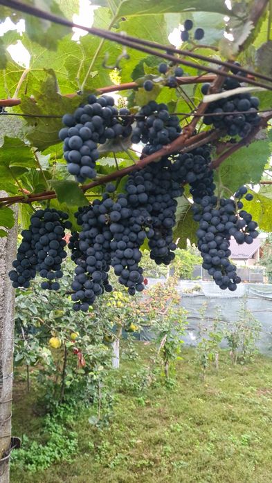 Vând struguri producători,  boltă