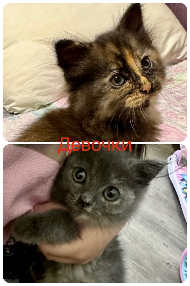 Котенок в добрые руки