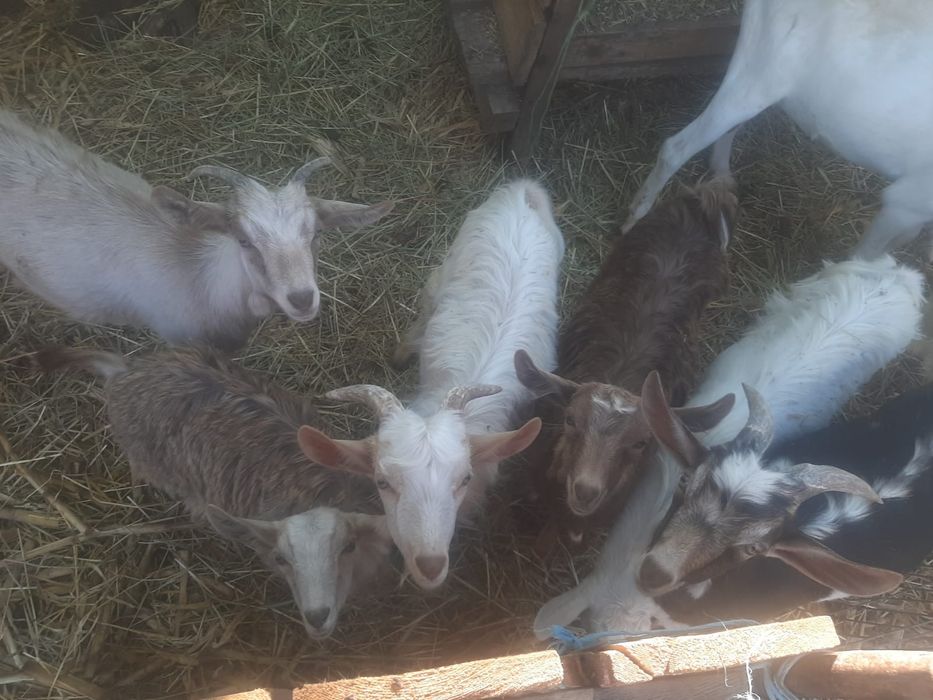 Ieduțe și țapi de vânzare