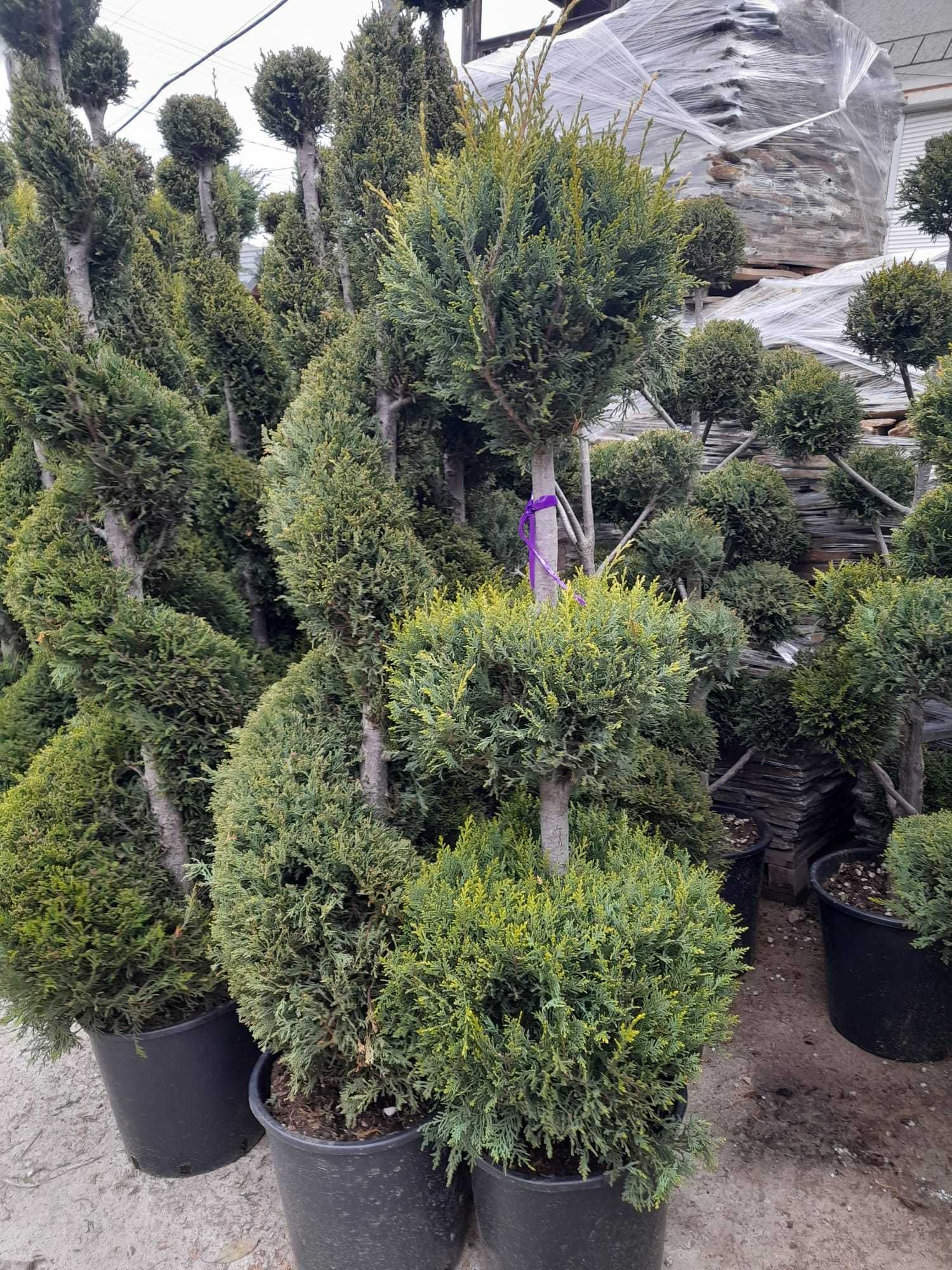 Plante ornamentale