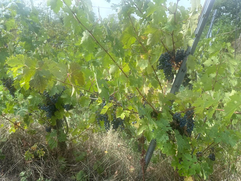 Vand struguri Cabernet Sauvignon DOC MINIS