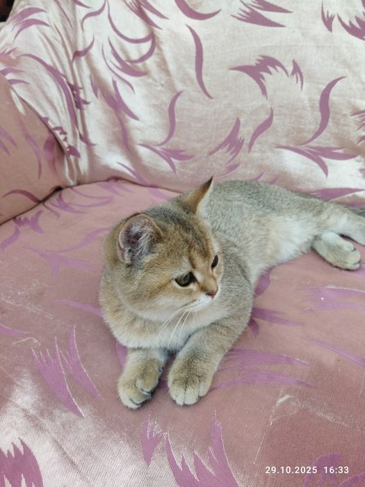 Срочно продается шотландский котенок золотая шиншилла