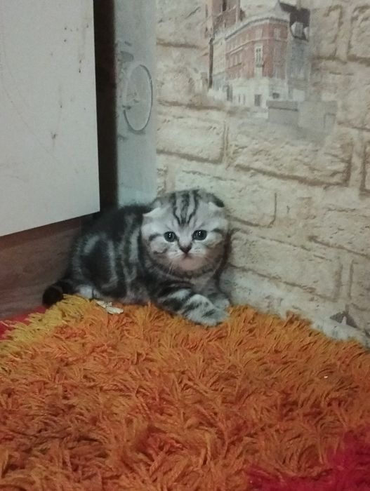 Продается шикарная девочка с документами