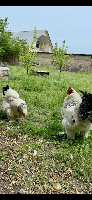 Куры и петухи Брама