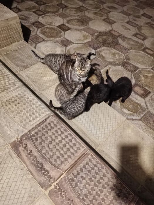 отдам в добрые руки