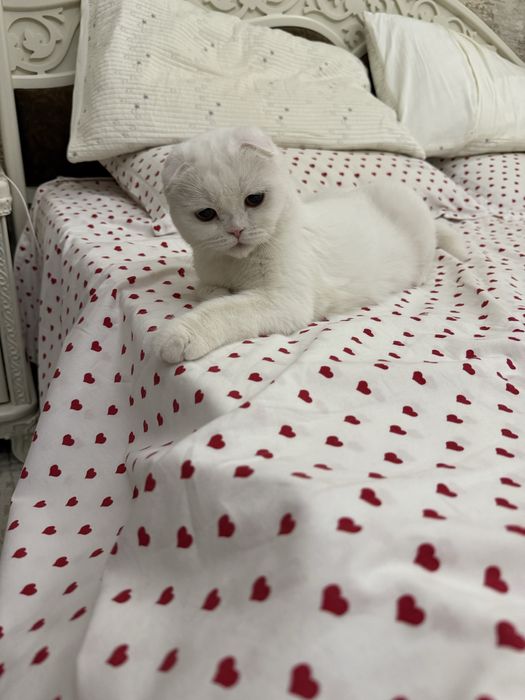 Кошку продам чисто Белая и красивая один раз рожала