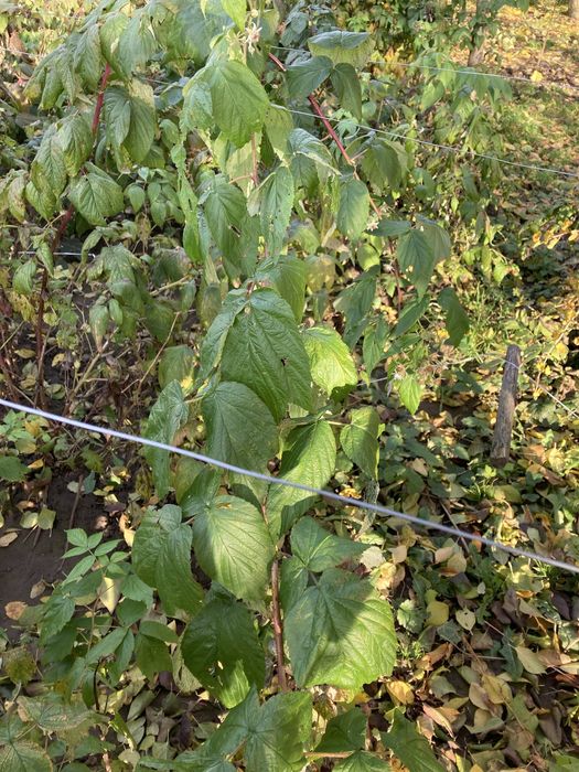 Butași zmeură Polka de vânzare