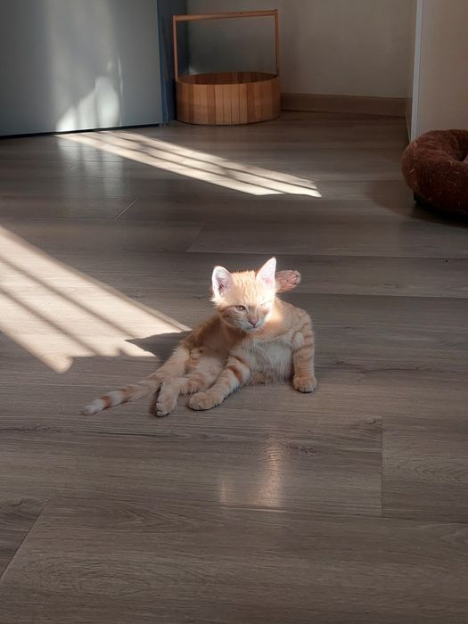 Котенок мальчик Ташкент