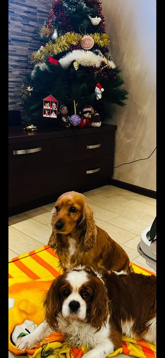 Кученца на два месеца от кокер и кавалер