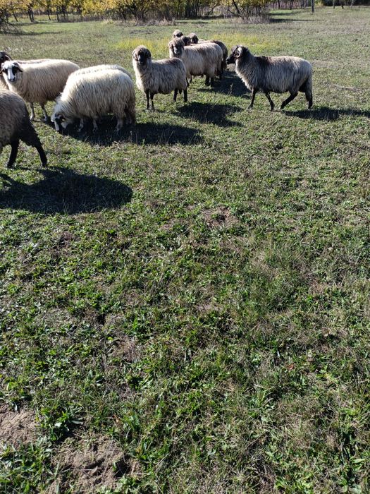 Oi de vânzare prasila