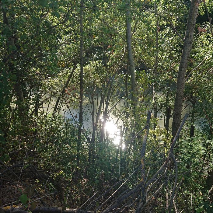 Teren vanzare Ciolpani / Luparie