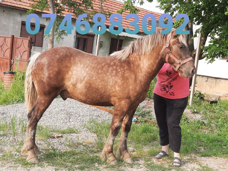 Manz de 10 luni ,nepot din Bruno, mama romaneasca ,