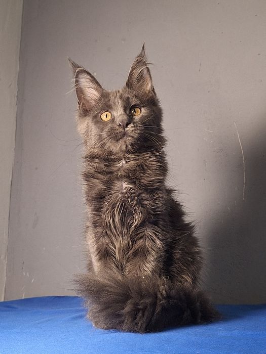 Котята мейн-кун готовые у переезду