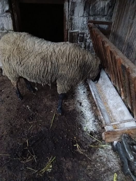 Vând berbec sulfock