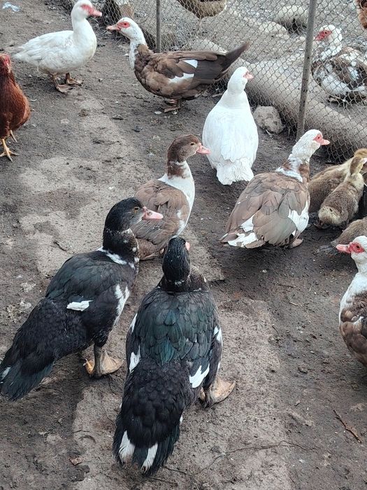 Продам индоуток.