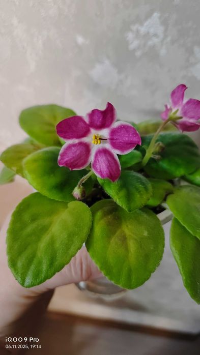 Фиалка сорт "Брусничный сироп" стартер