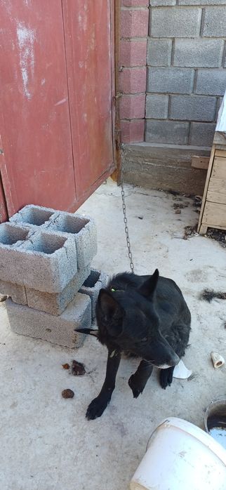 Немецкая овчарка