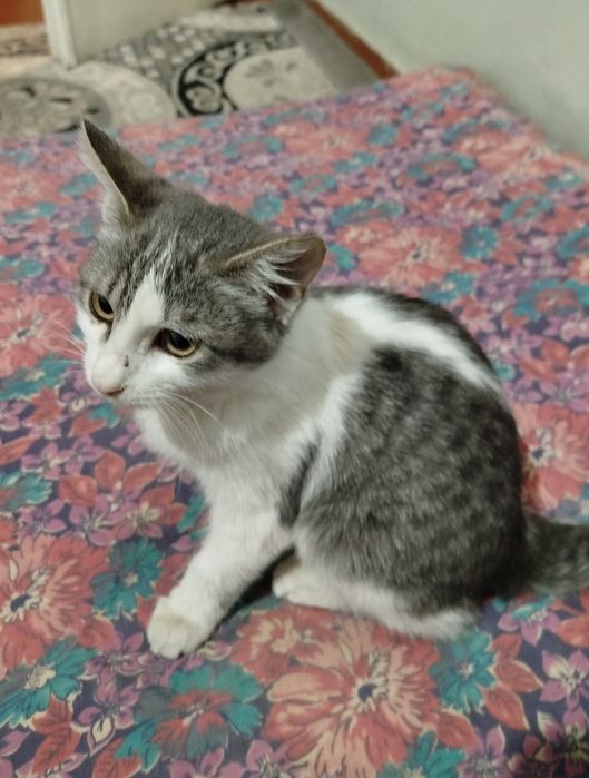 Котенок подросток,2-3 мес примерно