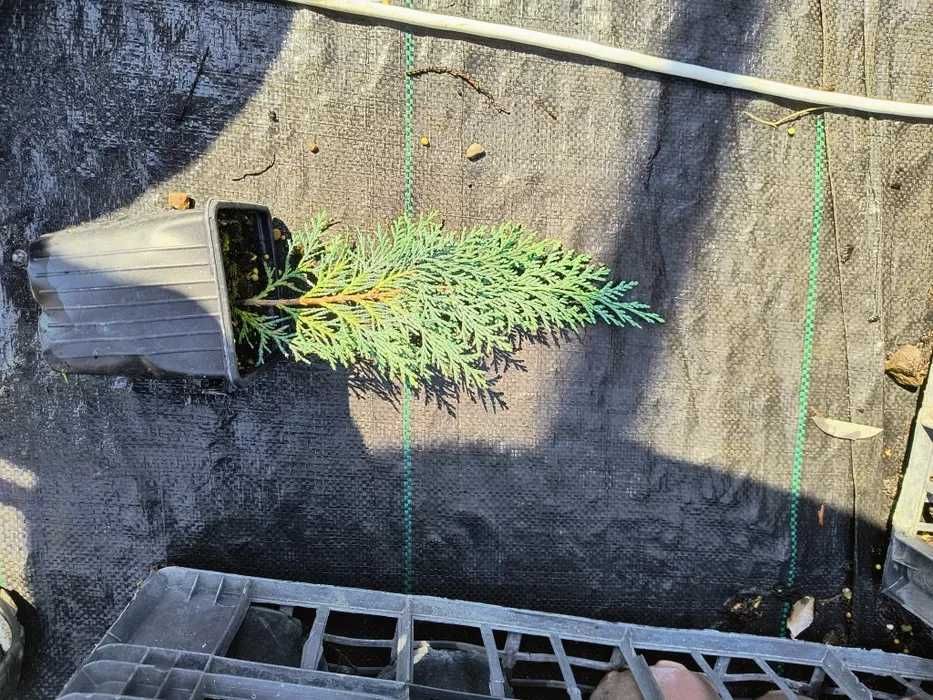 leylandii 20-25cm