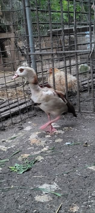 Gaste de nil, mascul gasca de nil