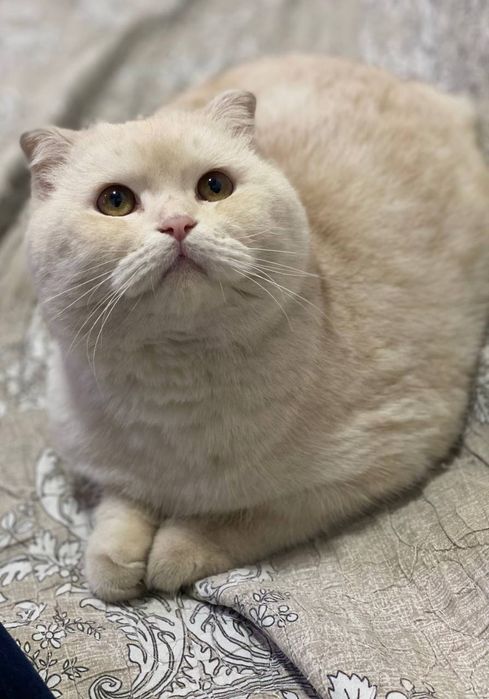 Scottish fold 120$