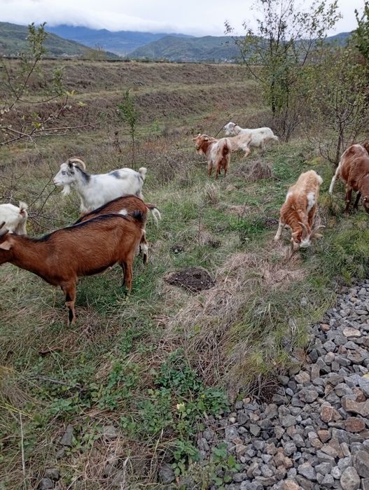 Vând capre bune de lapte