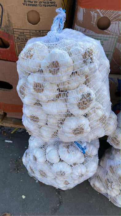 Vand usturoi alb de pus in pamant sau de consum disponibil 1000 de kg