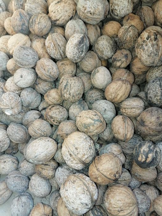 Орехи реколта 2025 г.